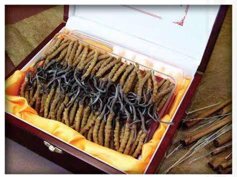 仲巴冬虫夏草回收